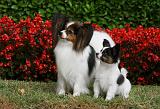EPAGNEUL PAPILLON 012
